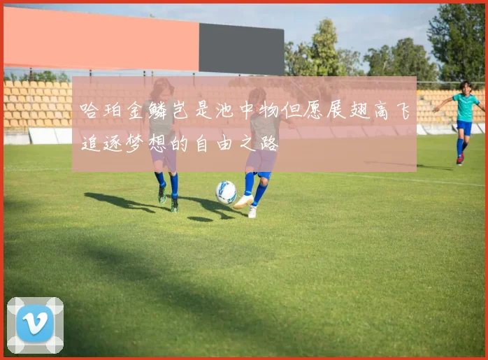哈珀金鳞岂是池中物但愿展翅高飞追逐梦想的自由之路